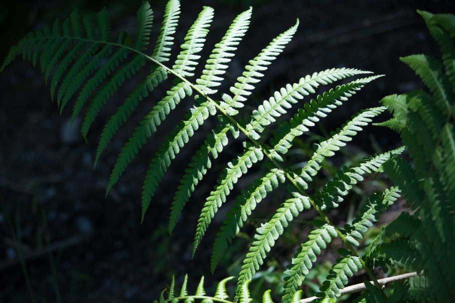 Папоротник Щитовник кустарник