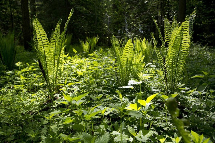 Папоротник страусник Matteuccia struthiopteris
