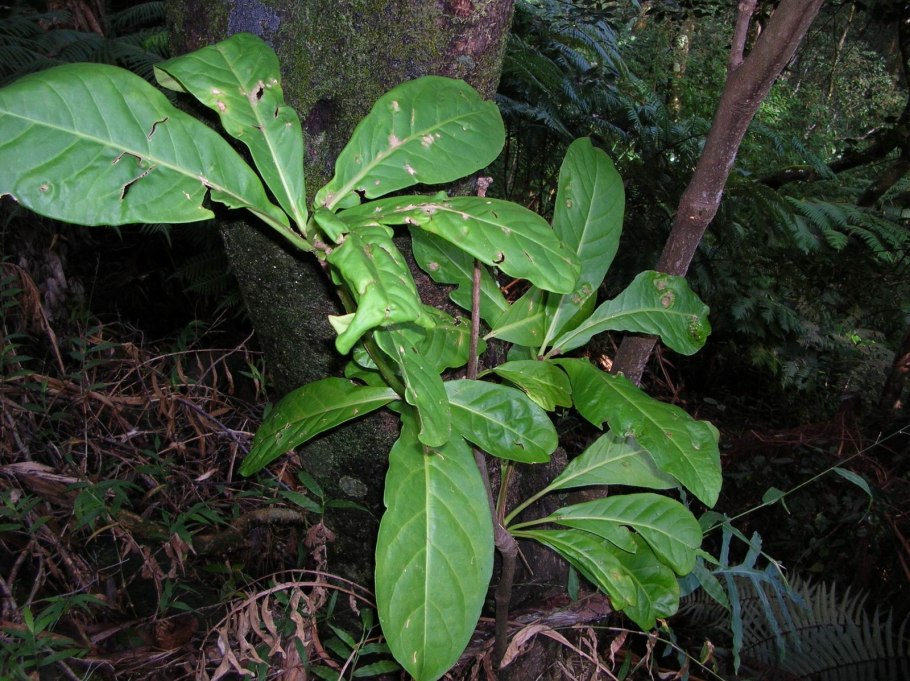 Pisonia brunoniana