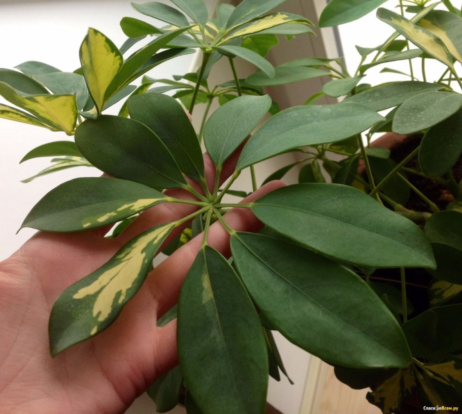 Пизония мелколистная