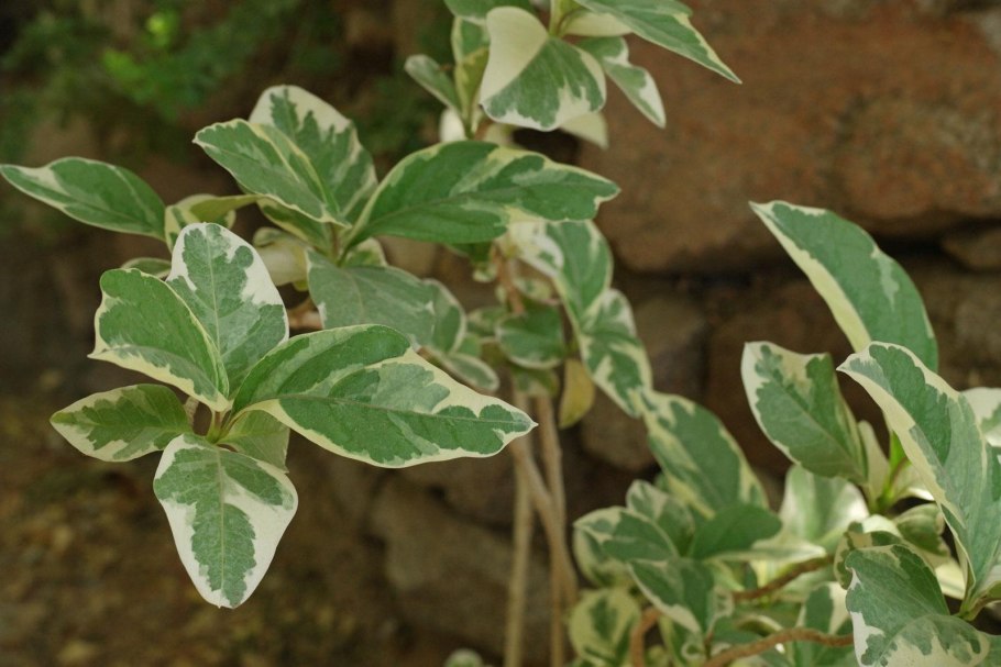 Пизония Вариегата