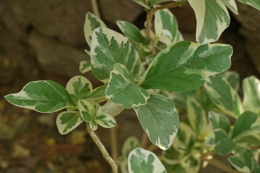 Пизония зонтичная вариегатная