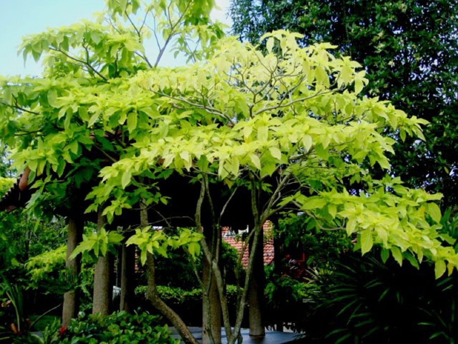 Пизония большая