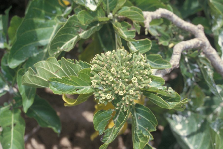 Пизония зонтичная вариегатная