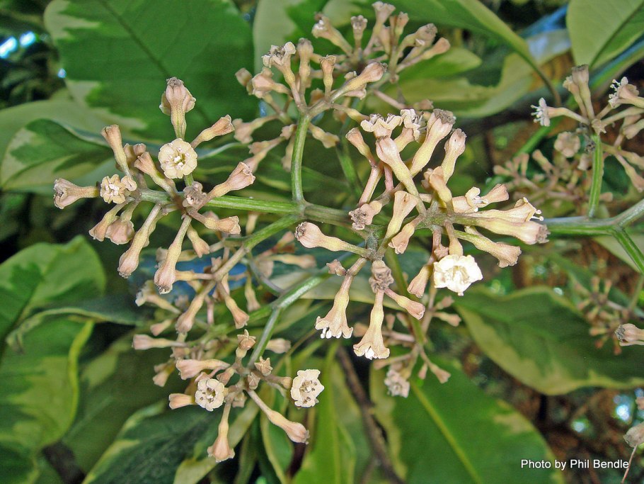 Пизония Вариегата