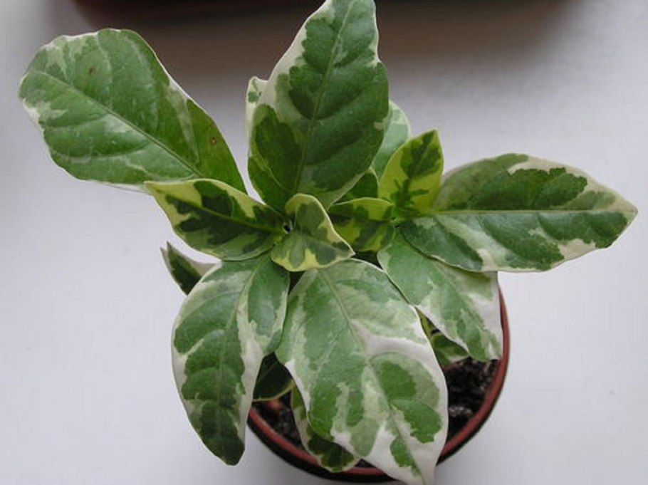 Пизония цветок комнатный