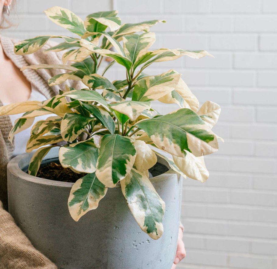 Пизония красная