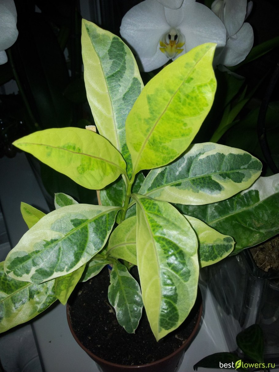 Пизония большой куст фотографии