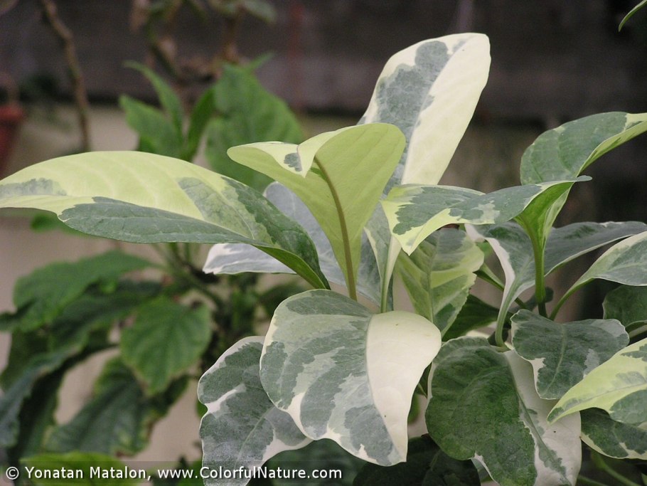 Дерево Пизония большая