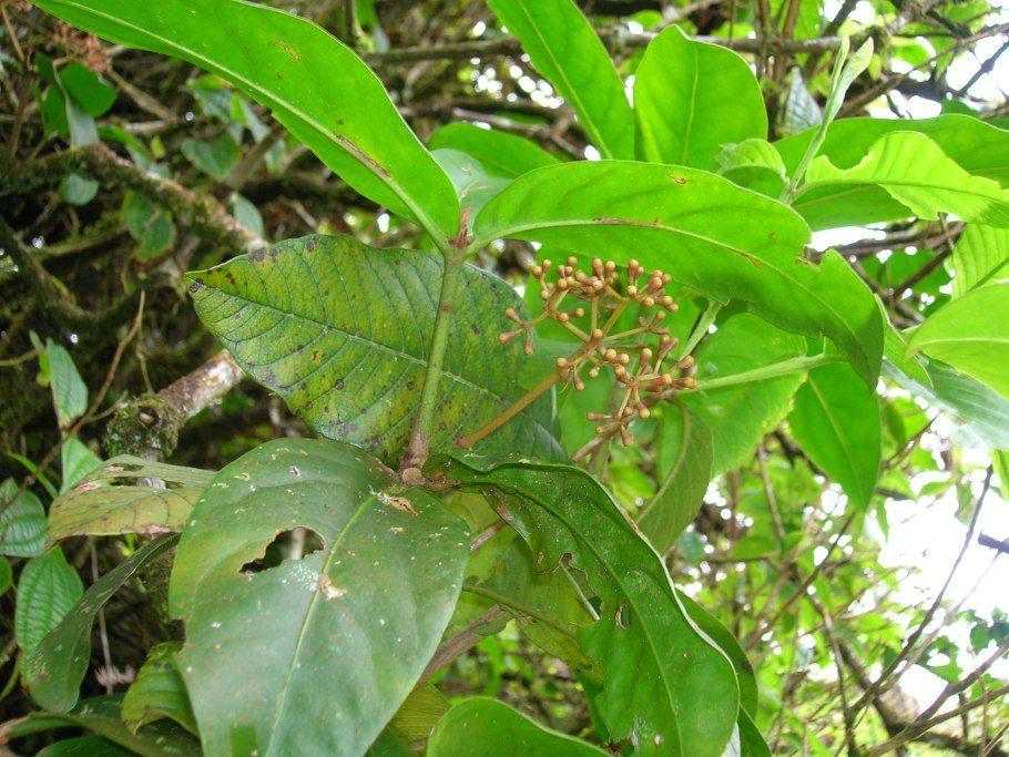 Pisonia umbellifera