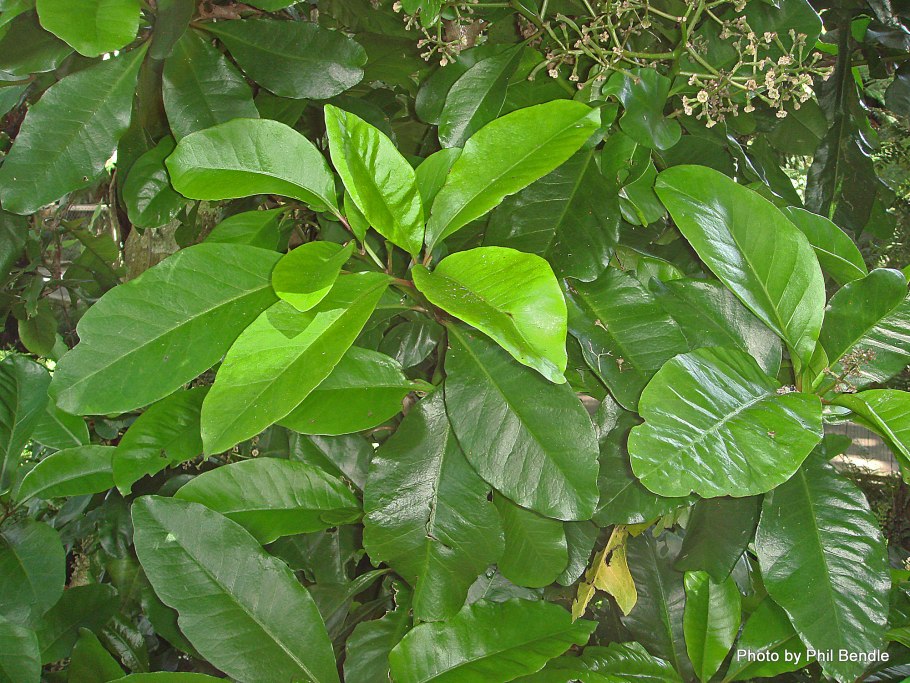 Пизония большая