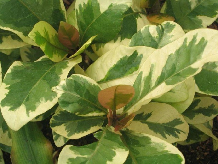 Пизония дерево