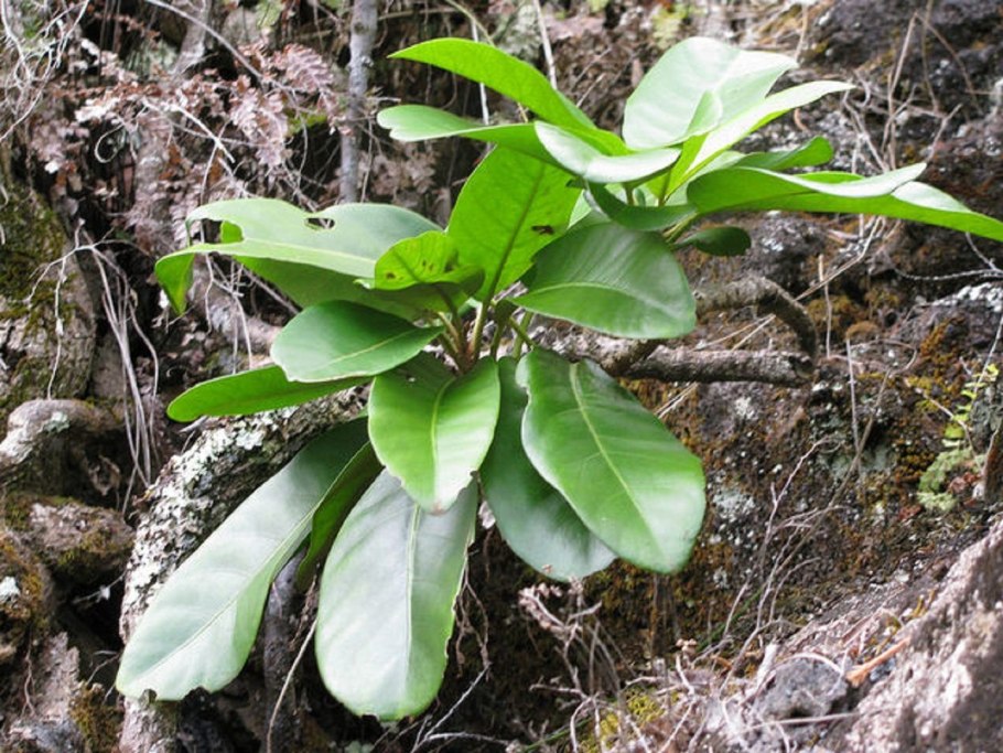 Пизония Вариегата