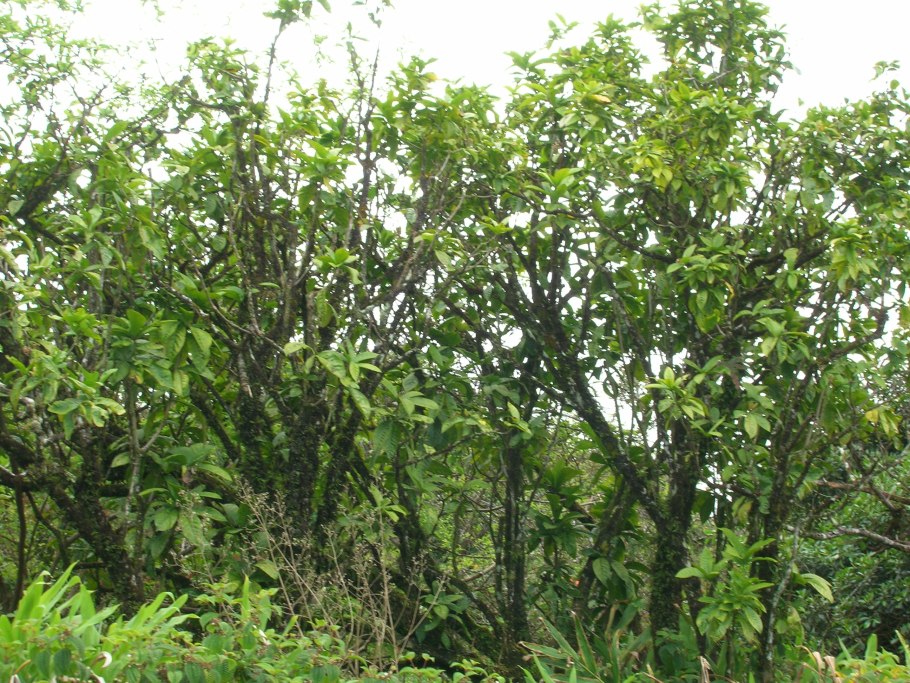 Пизония дерево убивающее птиц