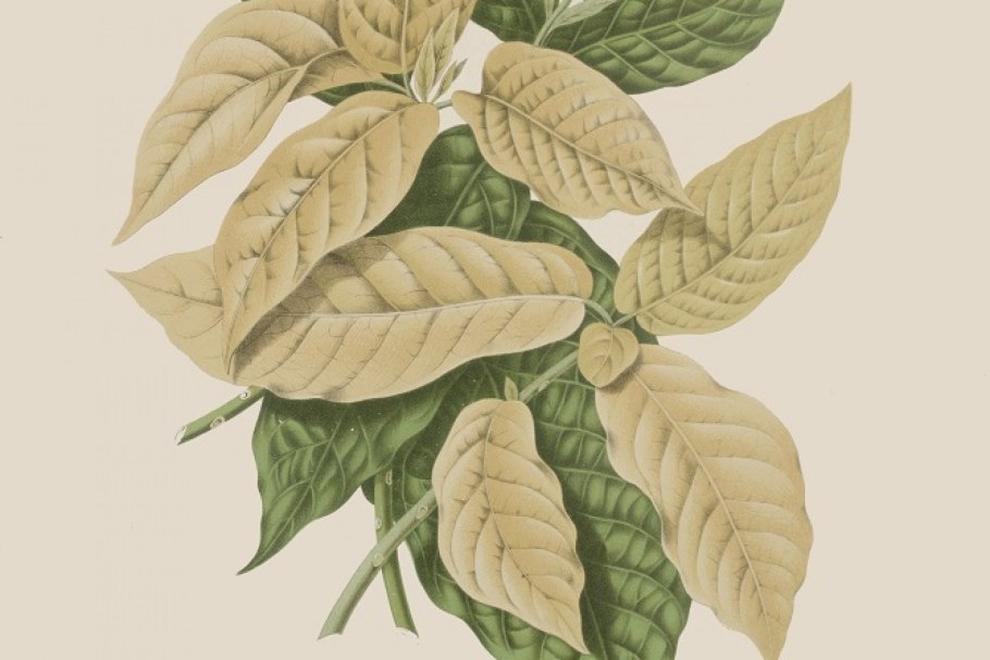 Botanical illustration - coffee coffea arabica