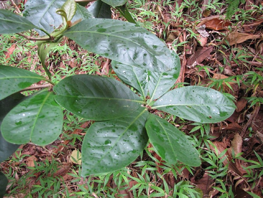 Пизония растение