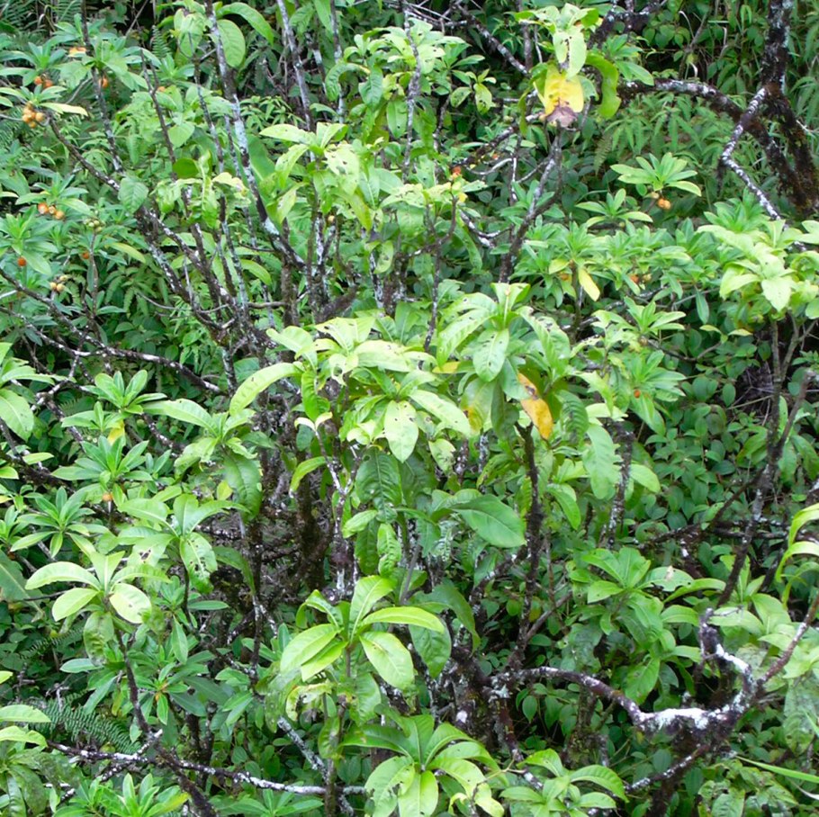 Пизония дерево убивающее птиц