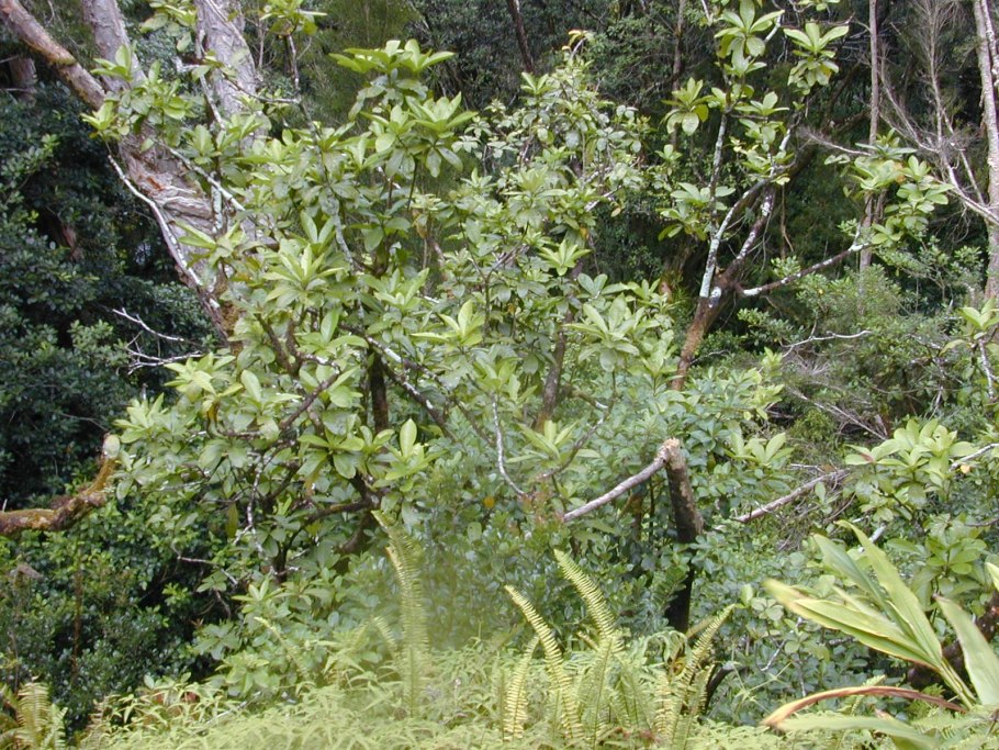 Пизония на белом фоне