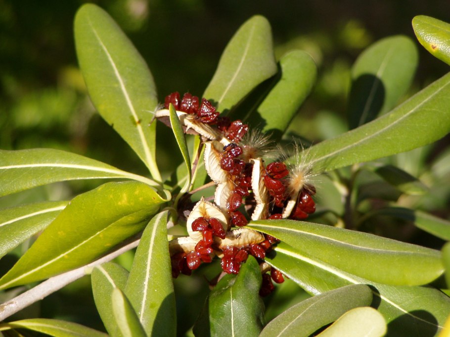 Пизония плод