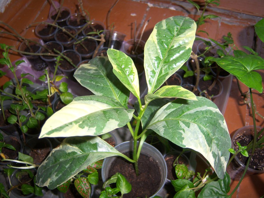 Pittosporum floribundum