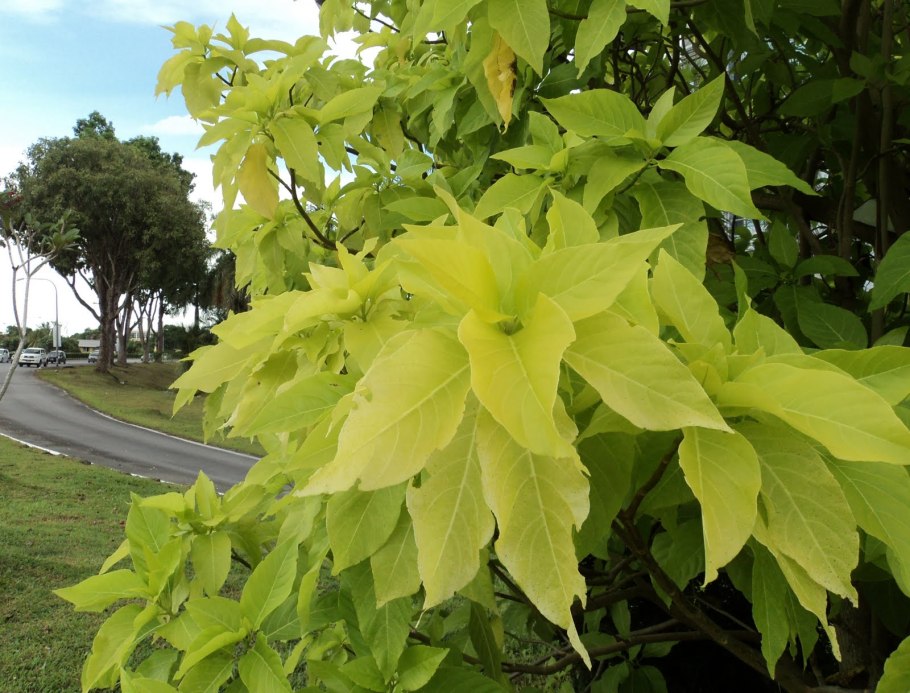 Пизония плод