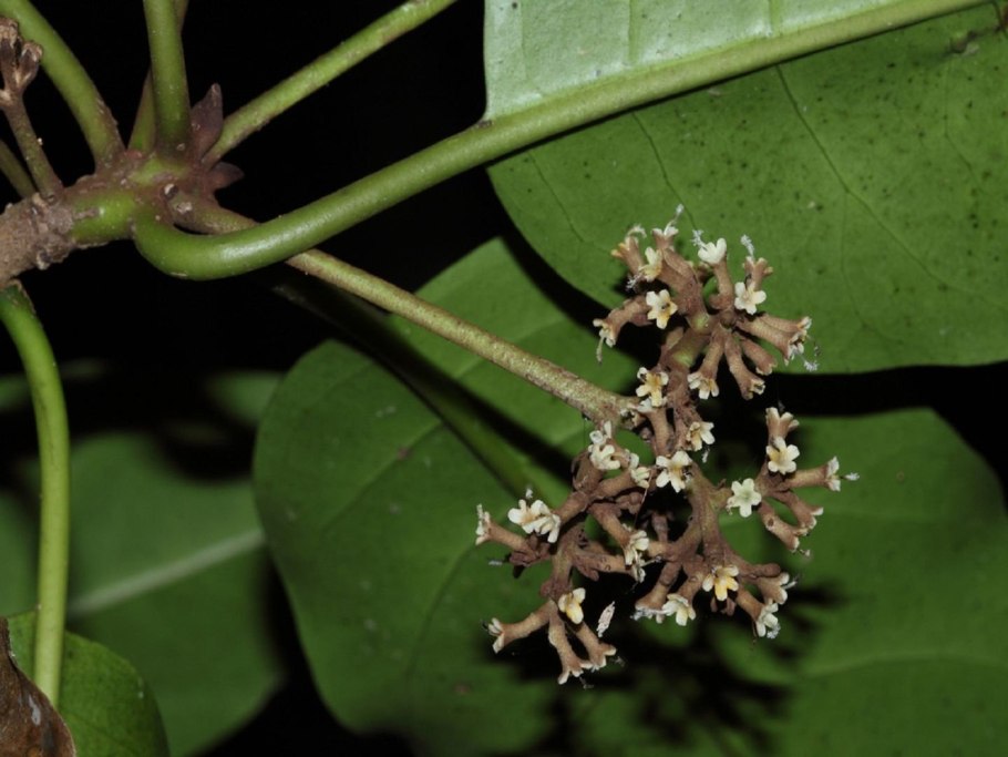 Как размножить пизонию зонтичную