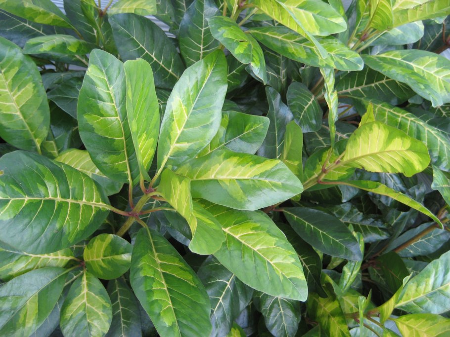 Пизония зонтичная вариегатная