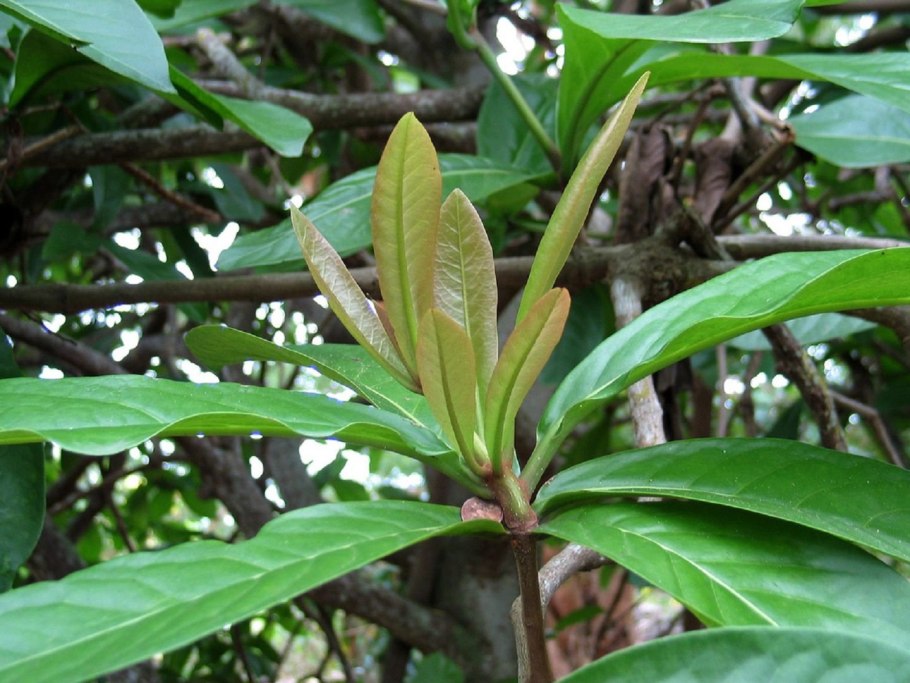 Шеффлера лучелистная