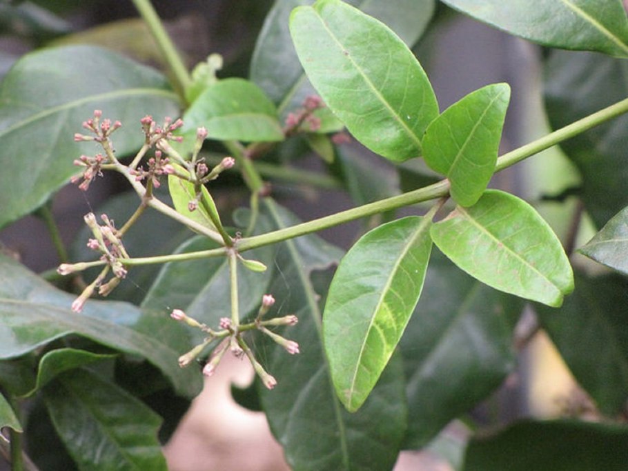 Пизония вариегатная цветение