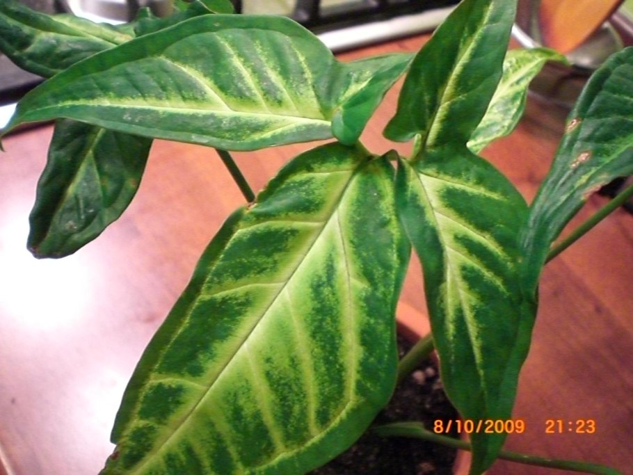 Пизония Вариегата