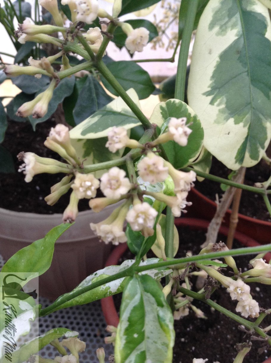 Пизония Вариегата