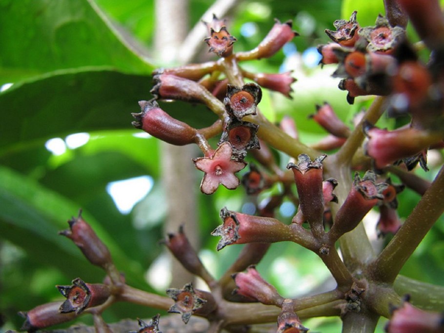 Пизония размножение