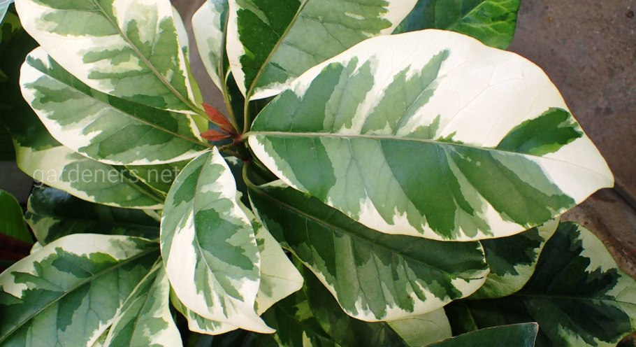 Пизония цветок