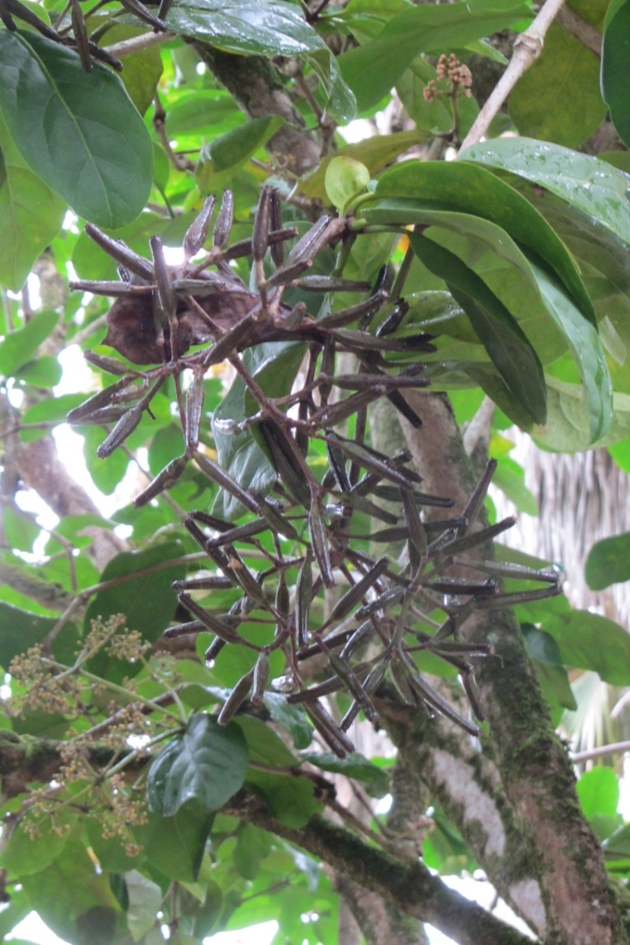 Пизония цветок