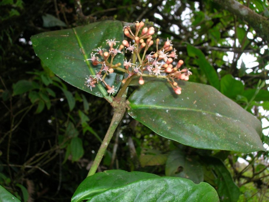 Mediasia macrophylla