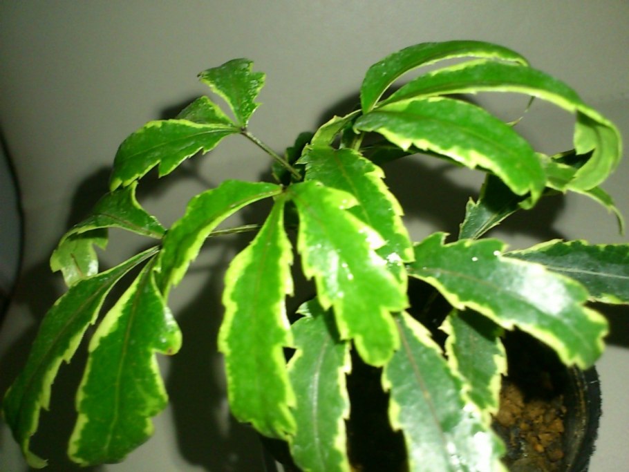 Комнатное растение Pisonia