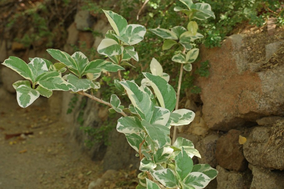 Молочай педилантус