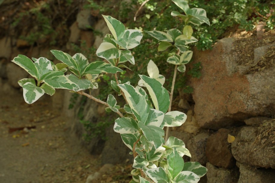 Пизония плод