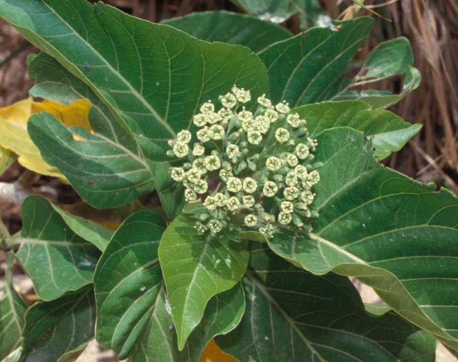 Пизония дерево Птицелов