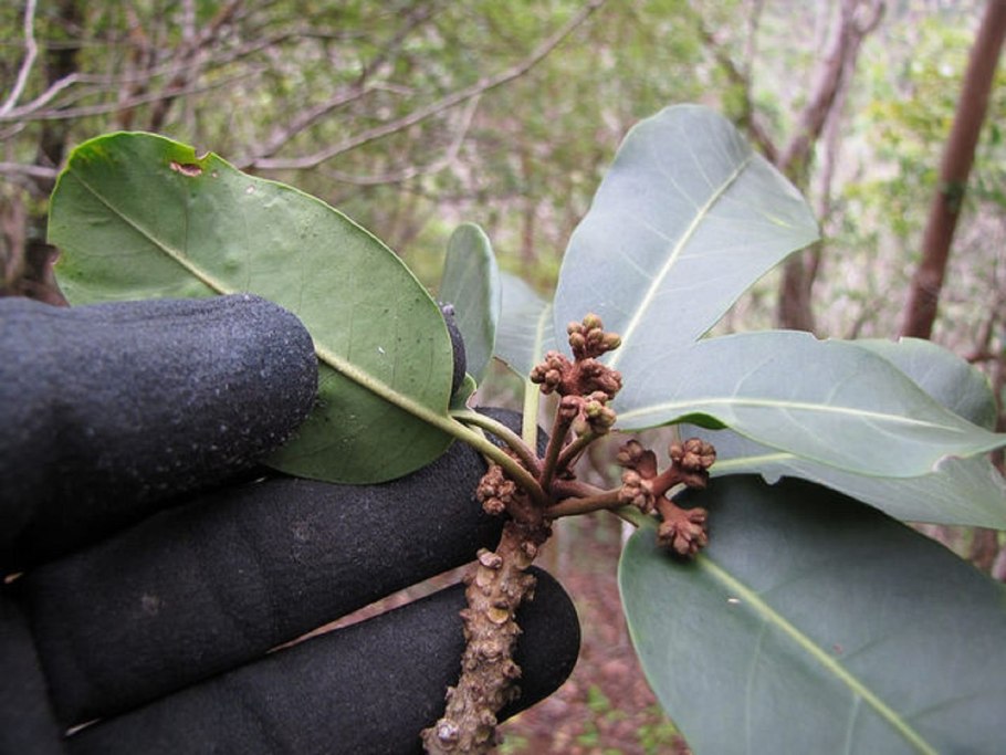 Пизония цветение