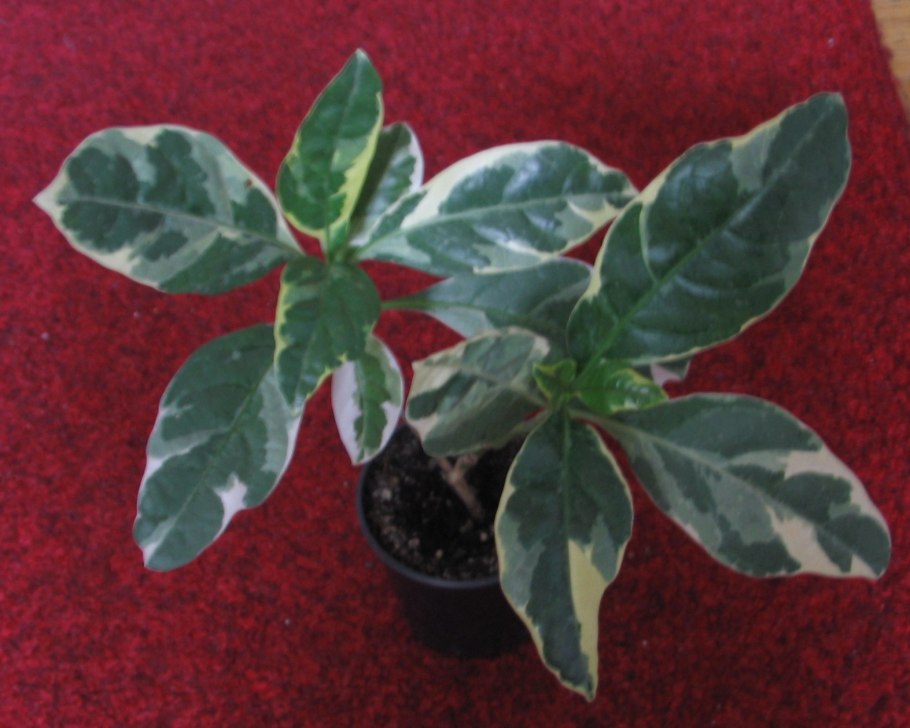 Псевдэрантемум Вариегата