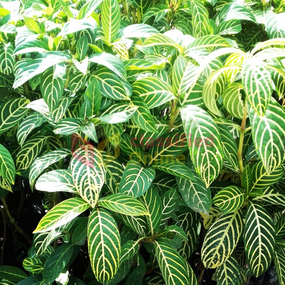 Пизония дерево убивающее птиц