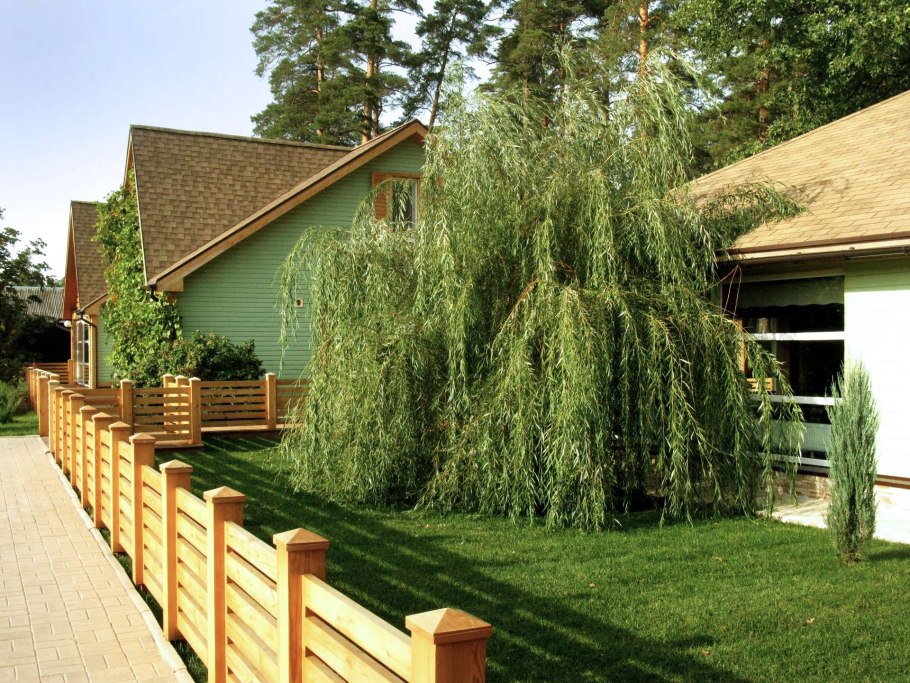 Ива ломкая (шаровидная) Salix fragilis