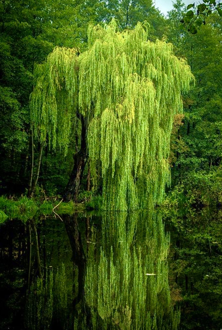 Плакучая Ива дерево