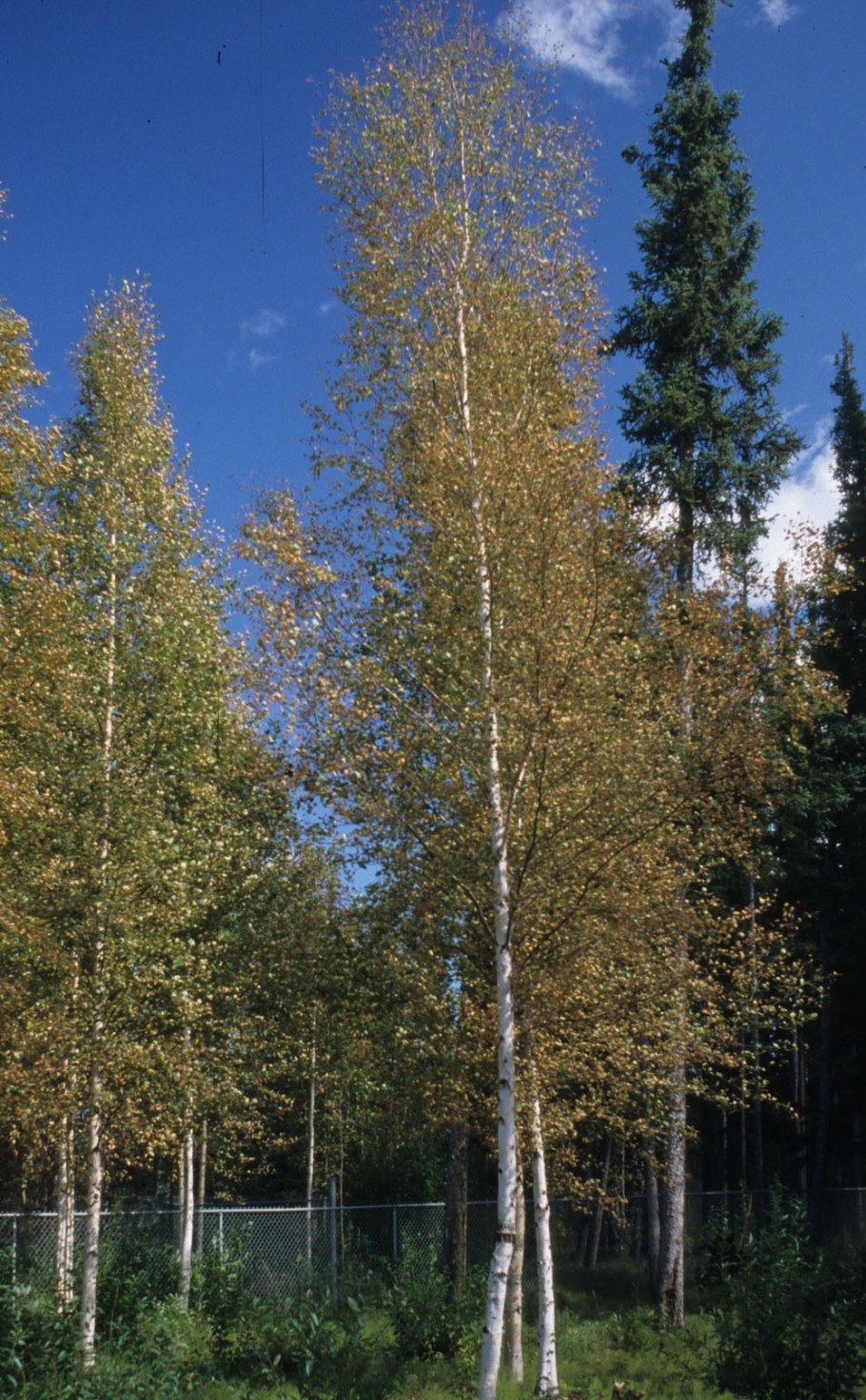 Виды берез
