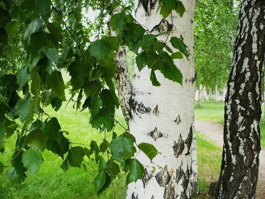 Полевая береза