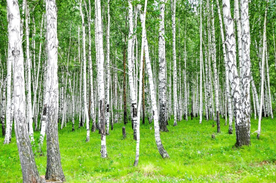 Береза белокорая