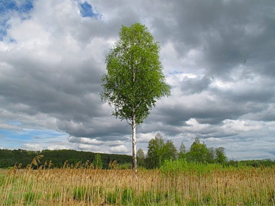 Березовая роща береза повислая