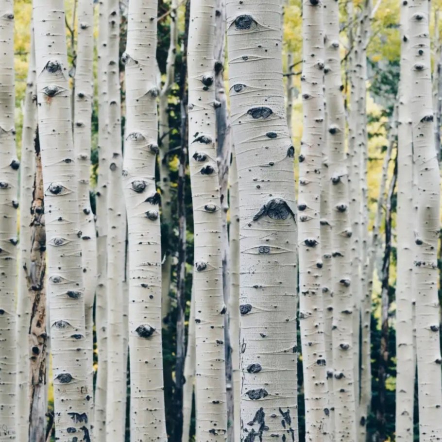 Березы России