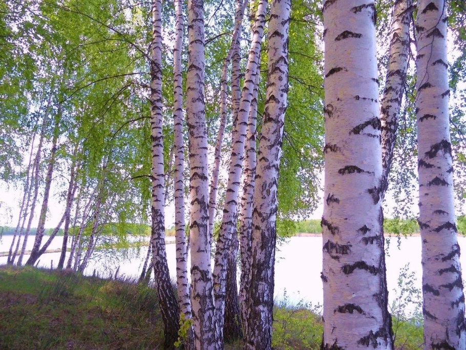 Береза в центре